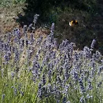Logra-sol