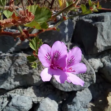 Logra-sol Hébergement de vacances Figueira da Foz