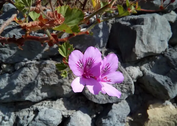 Logra-sol بيت للعطل فيغيورا دا فوز